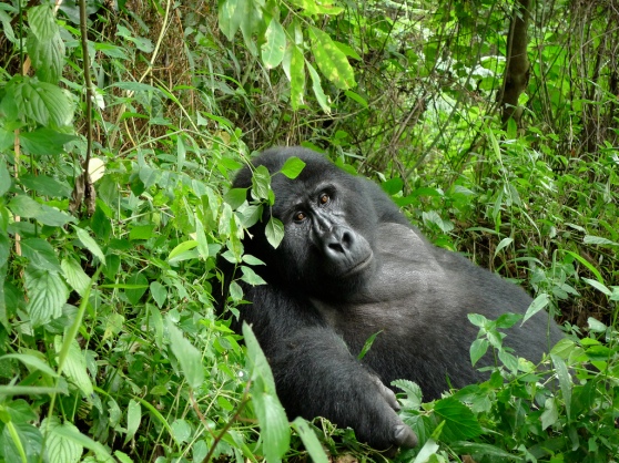 gorilla tracking